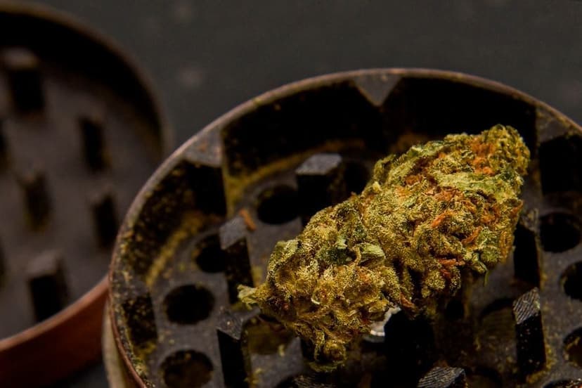 Een compacte groene Haze wiettop met oranje haartjes ligt in een geopende metalen grinder.