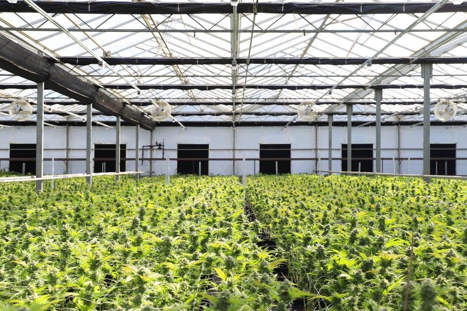 Talloze groene wietplanten groeien dicht op elkaar in een grote kas met een glazen dak.