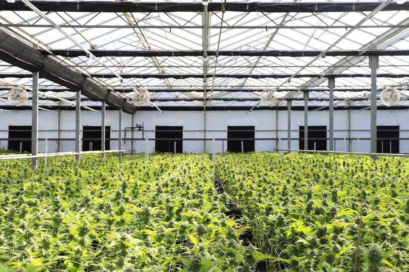 Talloze groene wietplanten groeien dicht op elkaar in een grote kas met een glazen dak.