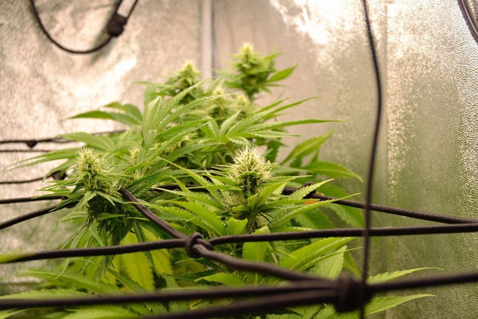 Bloeiende cannabistoppen vol trichomen waar kief uit ontstaat groeien achter een net in een kweektent.