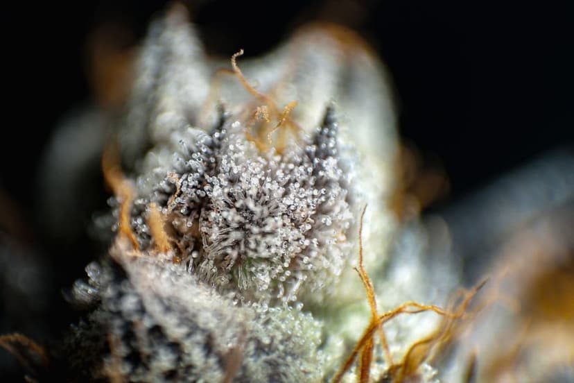 Glinsterende trichomen vol aromatische terpenen en oranje bloeiharen op een gedetailleerde wietknop.