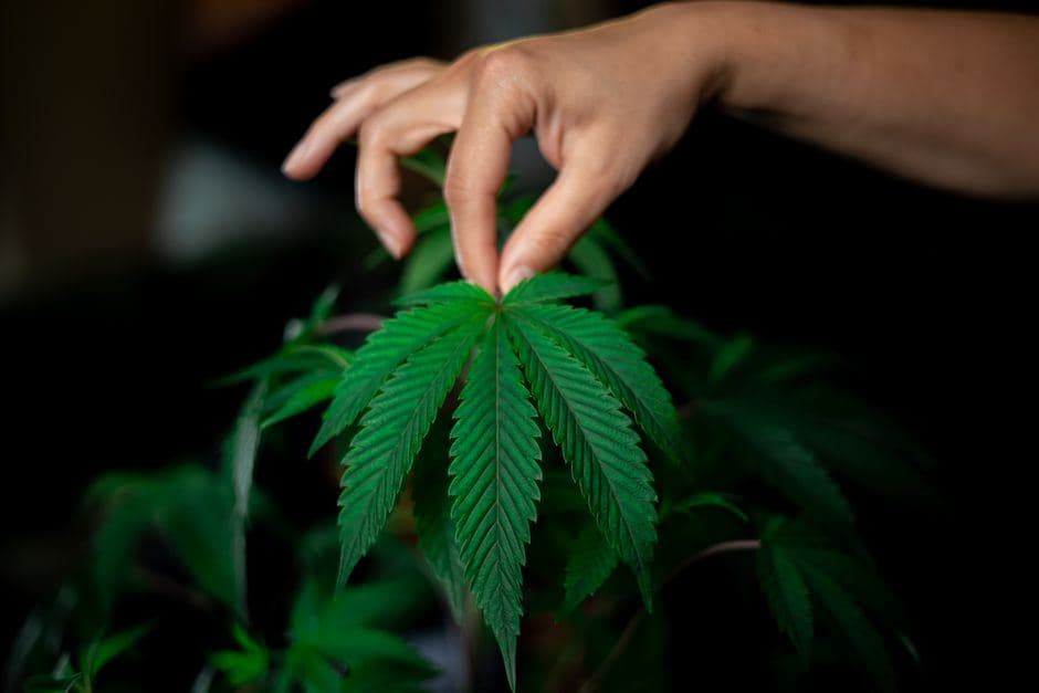 Een hand houdt voorzichtig een groen wietblad vast op een cannabisplant tegen een donkere achtergrond.