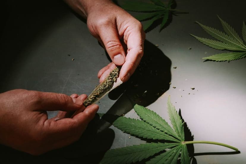 Handen vullen een vloeitje met gemalen wiet tussen losse cannabisbladeren op een donkere tafel