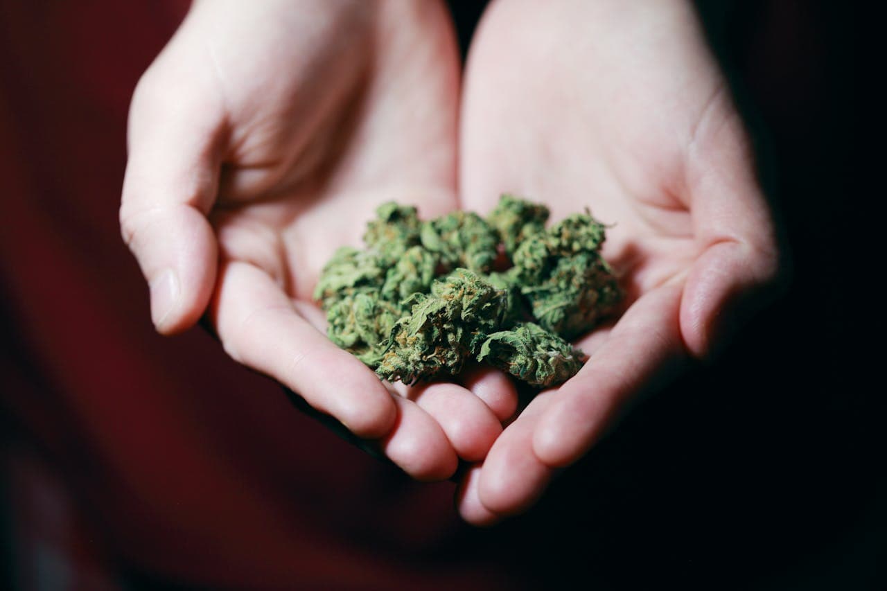 Cannabisbloemen in iemands handen