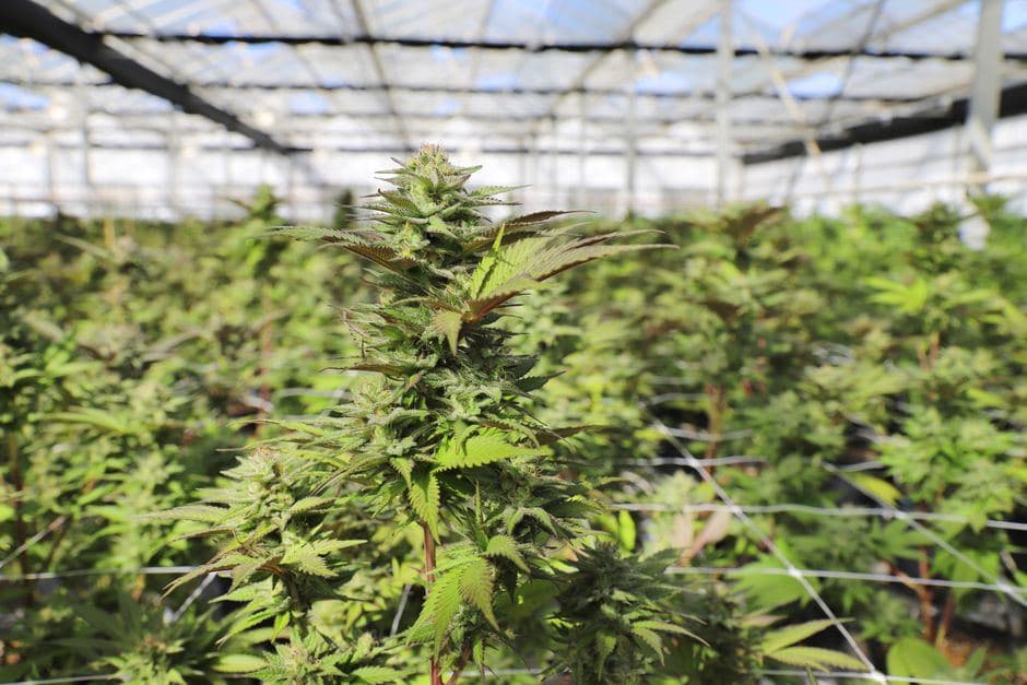 Rijen bloeiende medicinale cannabisplanten onder het glazen dak van een lichte kweekkas.