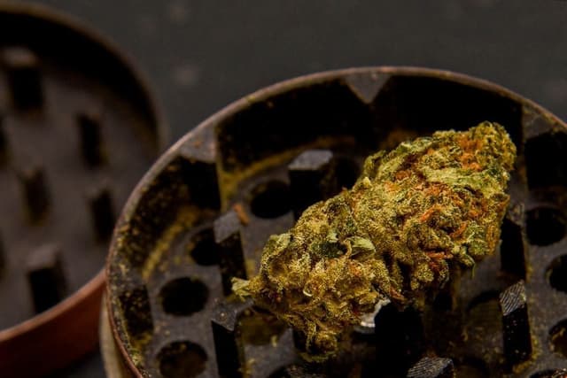 Een compacte groene Haze wiettop met oranje haartjes ligt in een geopende metalen grinder.