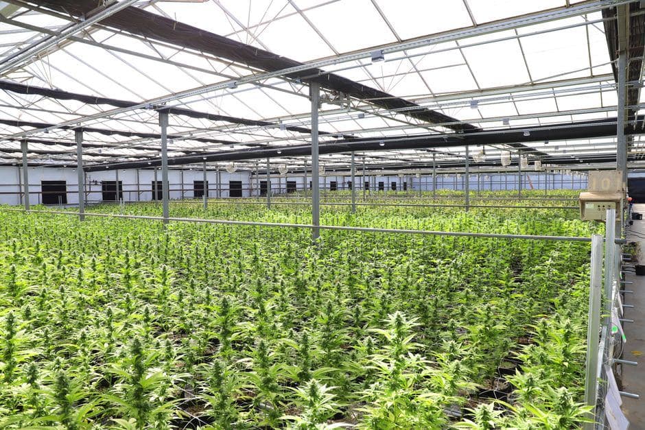 Eindeloze rijen groene wietplanten groeien onder het glazen dak van een grote professionele kas.