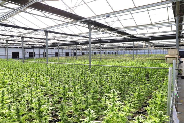 Eindeloze rijen groene wietplanten groeien onder het glazen dak van een grote professionele kas.